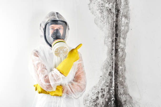 Environmental Consulting for Mold Prevention in Waupaca, WI